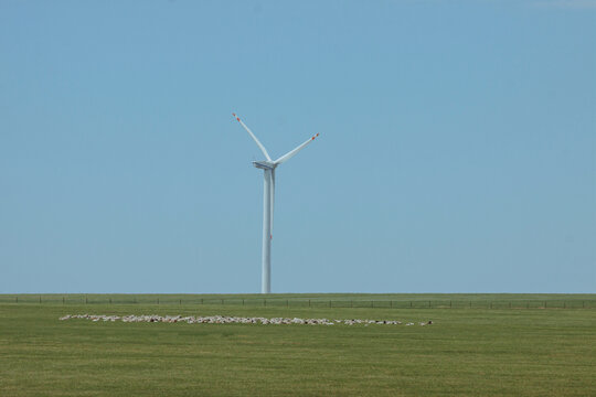 草原羊群风力发电