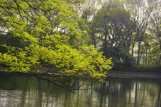 湖边绿树