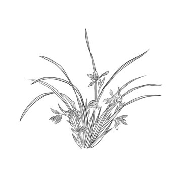 蘭花白描