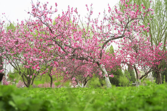 桃花林