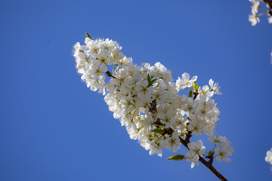 李子树花