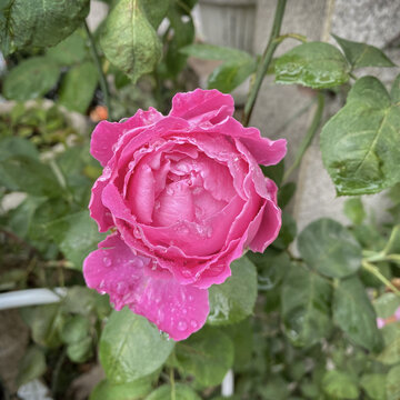 玫红色雨后月季