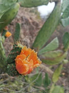 仙人掌花