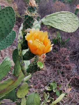 仙人掌花