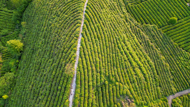 茶山栈道