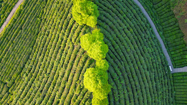 航拍茶园茶山