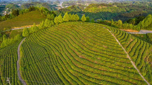 茶山茶园