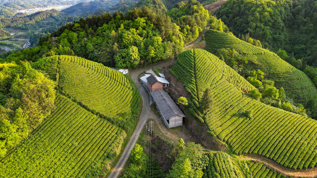 茶山梯田