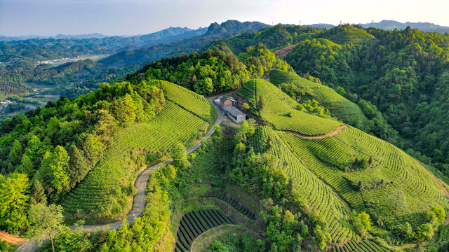 茶山梯田