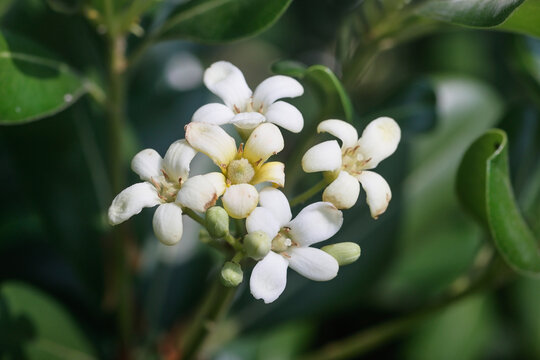 海桐花