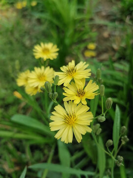 小野花