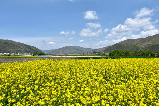 油菜花