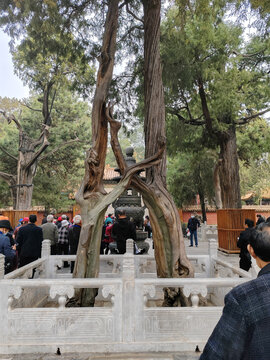 柏樹