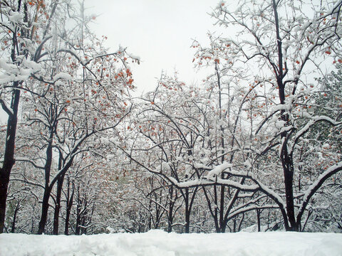 北京理工大学校园雪景