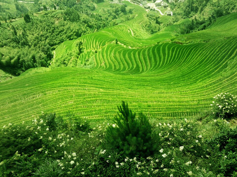 梯田风光