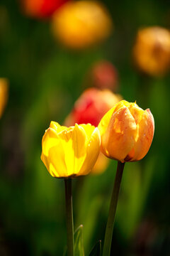 郁金香花