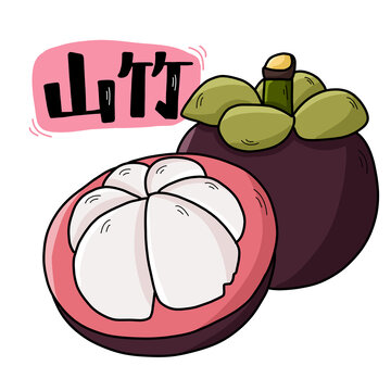 山竹插畫