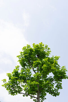 新生嫩枝