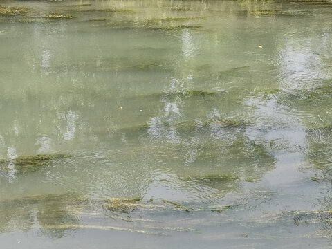 绿色河流海藻水草