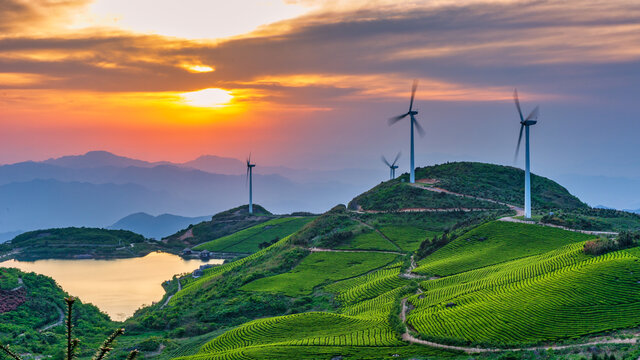 东阳东白山天池绿色生态茶园