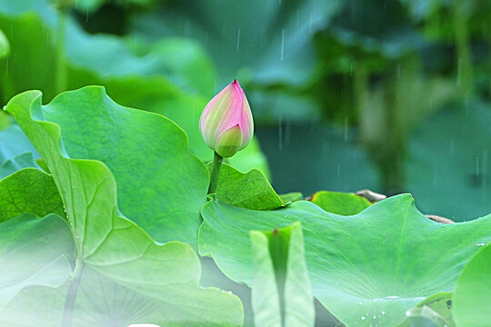 雨中荷花