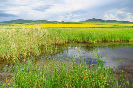 田野湿地蒲棒草