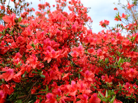 江西萍乡广寒寨杜鹃花