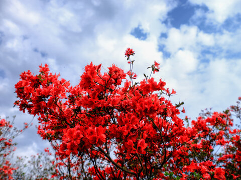 江西萍乡广寒寨杜鹃花