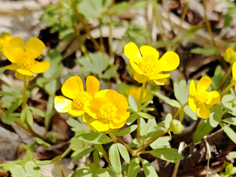 野黄花