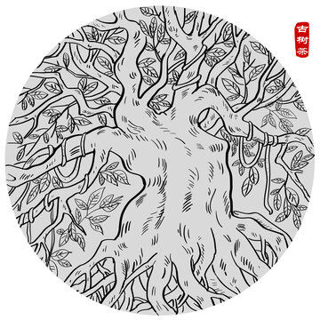 古樹茶