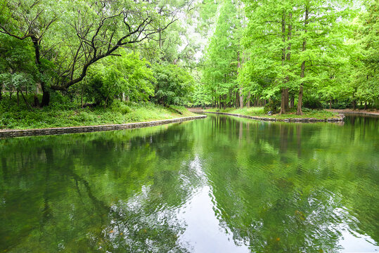 河流森林