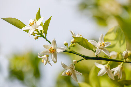 柑橘花