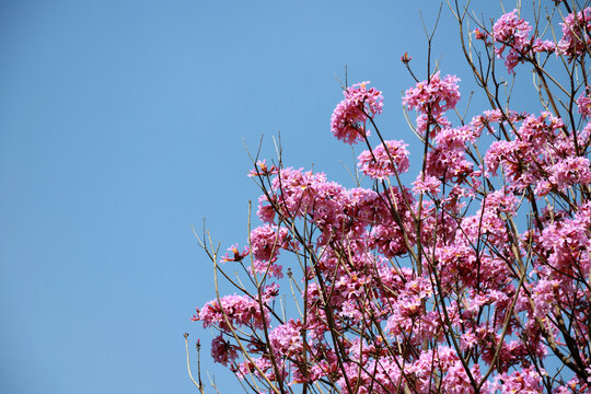 紫色风铃花