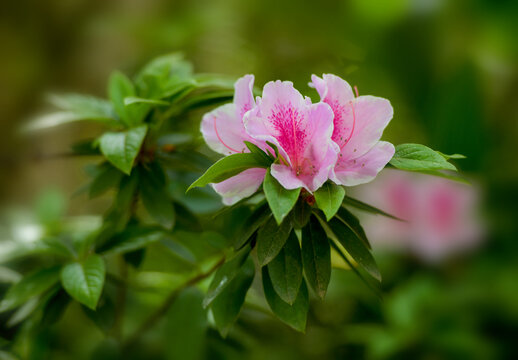 杜鹃花