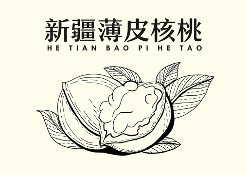 新疆核桃插畫(huà)單獨(dú)線描