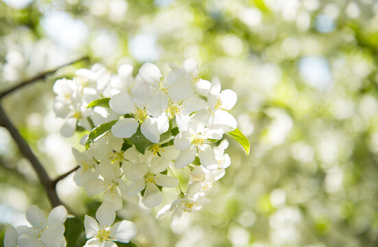 盛开的白色海棠花
