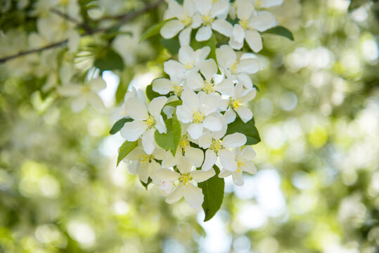 盛开的白色海棠花
