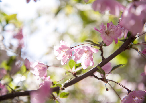 盛开的粉色海棠花