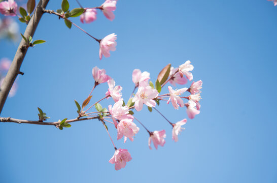 蓝天下盛开的海棠花