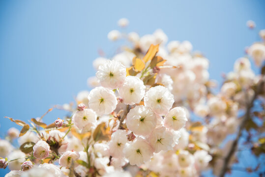 盛开的白色松月樱花