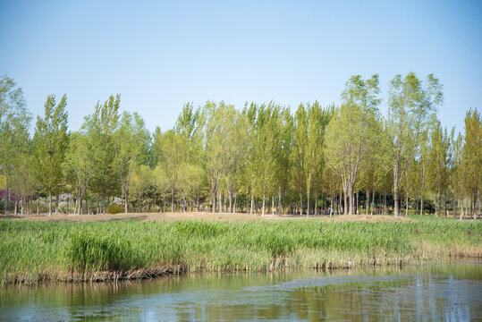 池塘水草绿树景色宜人