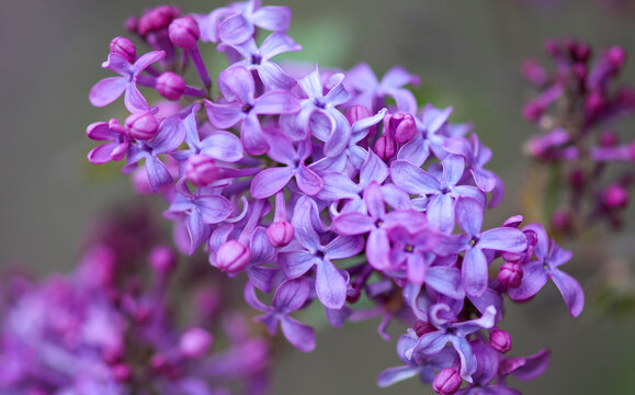 丁香花