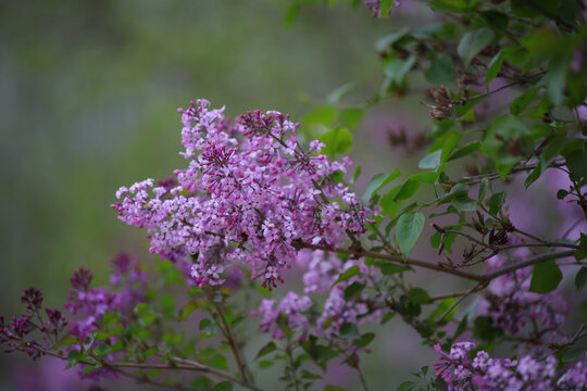 丁香花