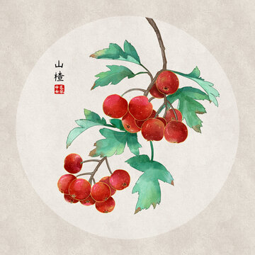 山楂插畫(huà)
