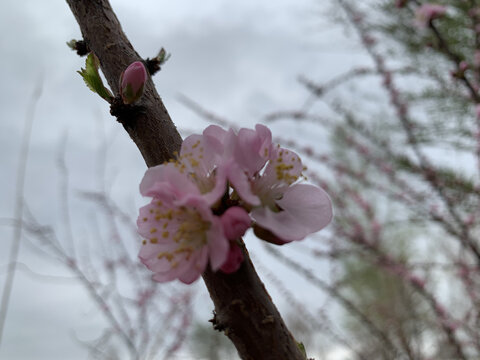 一枝桃花盛开