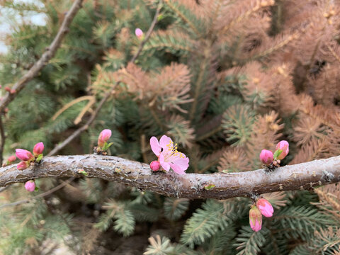 桃花多多开