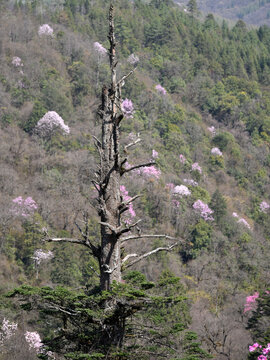 美姑县大风顶古树与鲜花