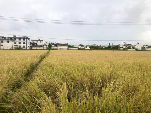 大理喜洲古镇麦田