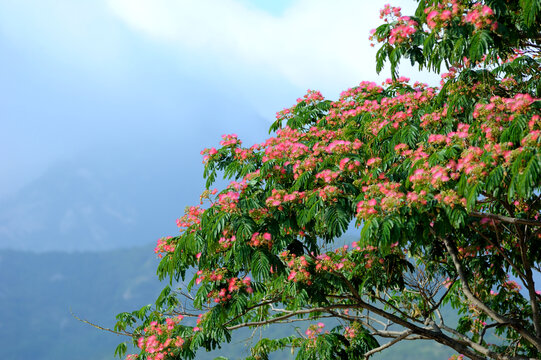 合欢树花朵