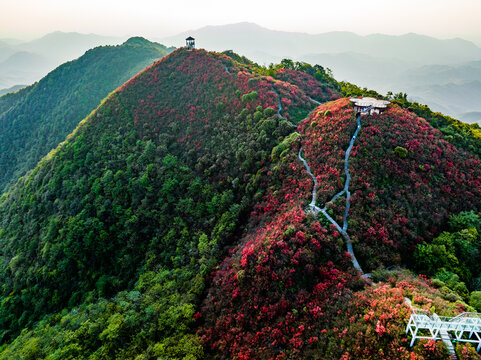 江西萍乡广寒寨景区杜鹃花